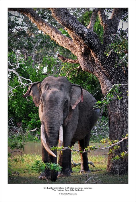 photo Indian Elephant Photography, Sri Lankan Elephant, Indian Wildlife, Elephant Photography, Elephants Photos, Elephant Sanctuary, Asian Elephant, Indian Elephant, Elephant Painting