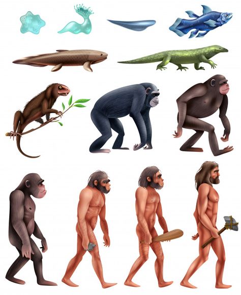 Bear Creature, Charles Darwin Evolution, Evolution Activities, Darwin Evolution, Darwin's Theory Of Evolution, Lizard Man, Darwin Theory, Human Illustration, Evolution Art