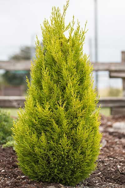 Monterey Cypress 'Wilma Goldcrest' Wilma Goldcrest Cypress, Dog Friendly Garden, Monterey Cypress, Italian Cypress, Lawn Alternatives, Native Plant Gardening, Garden Compost, Wildlife Gardening, Dry Plants