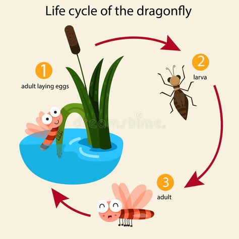 Dragonfly Life Cycle, Insect Project, Mosquito Life Cycle, Life Cycles Kindergarten, Thailand Language, Cycle Photo, Education Illustration, Life Circle, Animal Life Cycles