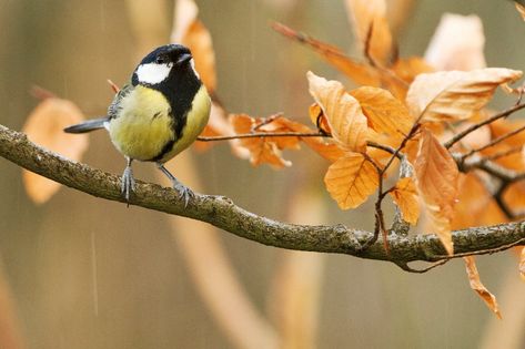 black and white bird on brown tree branch photo – Free Bird Image on Unsplash Birds Pictures, Photography Assignments, Black And White Birds, Brown Bird, Bird Silhouette, Nature Sounds, Bird Tree, Backyard Birds, White Bird