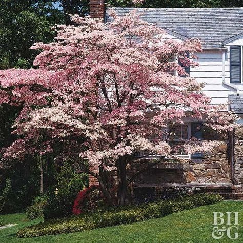 Flowering trees and shrubs are sure to make a beautiful statement in your yard or garden. Try one of our top choices, such as the Eastern redbud, Southern magnolia, flowering dogwood, forsythia, shrub rose or flowering crab apple. These gorgeous additions add lots of color and interest to your outdoor space. #gardening #gardeningtips #trees #shrubs Magnolia Tree Tattoo, Perrenials For Shaded Areas, Perrenial Gardens Layout Front Yards, Southern Magnolia Tree, Spring Bulbs Garden, Flowering Dogwood, Eastern Redbud, Dogwood Tree, Southern Magnolia