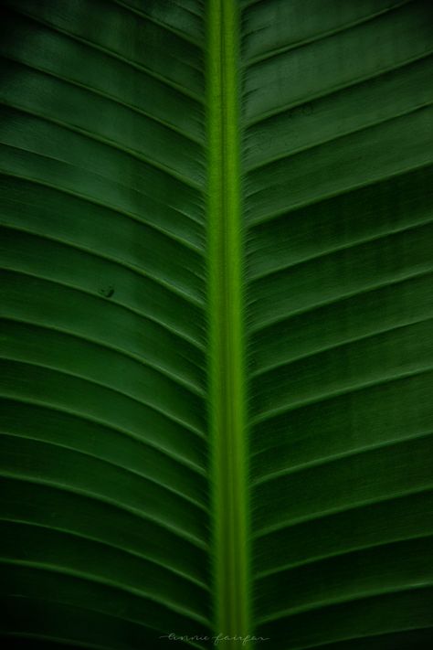 Green Tropical Leaf Background Image Copyright Annie Fairfax Philodendron Palm Leaves Banana Leaf Tropical Leaf Background, Aesthetic Soup, Healthy Soup Ideas, Lime Juice Margarita, Margarita Flavors, Ideas For Living Room Curtains, Lime Cocktails, Soup Aesthetic, Lime Margarita Recipe