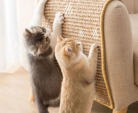 Cat Scratchers, Cat Window, Cat Bed Furniture, Cat Parenting, Cat Scratching Post, Cat Claws, Cat Scratcher, Scratching Post, Cat Supplies