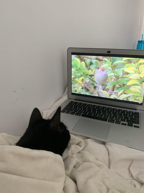 Tucked in and watching tv before going to bed Watching Tv In Bed Aesthetic, Watching Shows Aesthetic, Watch Tv Aesthetic, Watching Tv Aesthetic, Cat Watching Tv, Between The Lions, Comfort Show, Joke Quote, Twenty Twenty