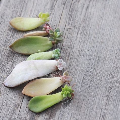 pretty babies - how to replant trim and propagate succulents Ideas For Planting Succulents, Starting Succulents From Leaves, Propagating Succulents From Cuttings, Succulent Cuttings Propagation, Succulents Propagating, Propagating Succulents From Leaves, Multiplier Des Plantes Grasses, Diy Terrariums, How To Propagate Succulents