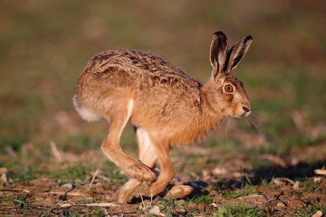 Brown Hare running close at sunset. Spring time Suffolk. Lepus europaeus Spring Hare, Hare Running, Rabbit Running, Hare Animal, Running Rabbit, Elephant Shrew, Sunset Spring, Hare Photography, Wild Hare