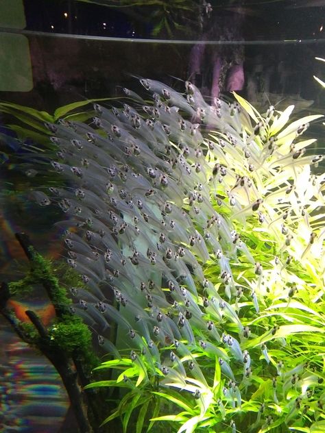 Glass catfish in Dubai Aquarium! Catfish Aquarium, Glass Catfish, Dubai Aquarium, Art Nature, Catfish, Fish Tank, In Dubai, Fish Pet, Dubai