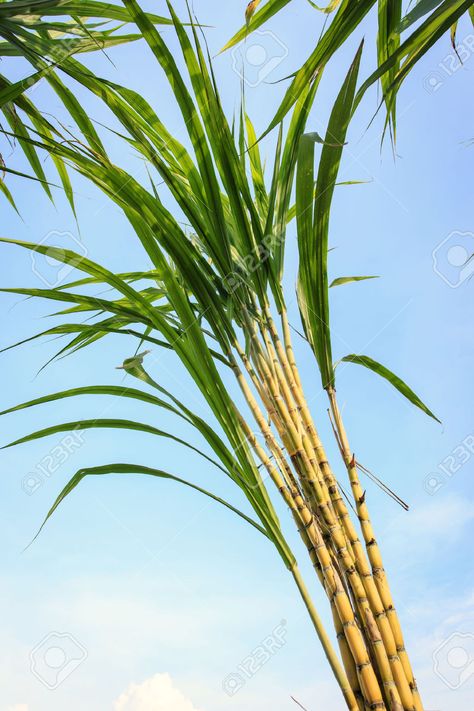 Sugarcane Illustration, Sugarcane Juice Logo, Sugarcane Field, Sugar Cane Plant, Cane Plant, Juice Benefits, Fern Images, Sugarcane Juice, Art Studio Storage