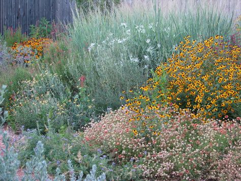 Plano Prairie Garden: Welcome to the Plano Prairie Garden Praire Gardens, Texas Prairie Garden, Prairie Border Garden Design, Pocket Prairie Garden, Prairie Quilt Seeds, Prairie Planting, Front Garden Landscape, Prairie Garden, Native Plant Gardening