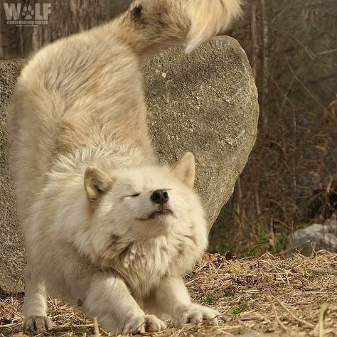 Unique Wolf Colors, Unique Wolves, Wolves Aesthetic, Cute Wolves, Wolf Conservation Center, Arctic Wolf, Wolf Pictures, Pretty Dogs, Pretty Animals