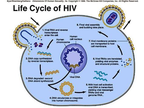 HIV Aids Virus, Hiv Aids Awareness, Science Revision, Aids Awareness, Cell Cycle, Health Pictures, Human Sexuality, Human Human, Cell Membrane