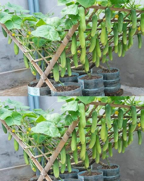 Plantarea Legumelor, Vertical Vegetable Gardens, Cucumber Trellis, Small Vegetable Gardens, نباتات منزلية, Vegetable Garden Diy, Plants Growing, Backyard Vegetable Gardens, Veg Garden