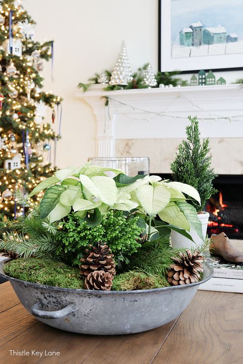 Christmas Home Tour In Green And White - Simple accents of classic green and white gives a fresh feel to the holiday decor. Christmas Centerpieces With Live Greens, Christmas Dish Garden Ideas, Holiday Arrangements Christmas, Christmas Plant Arrangements, Fresh Greens Christmas Centerpieces, Fresh Greens Christmas Decor, Green White Christmas Decor, White And Green Christmas, Christmas Plant