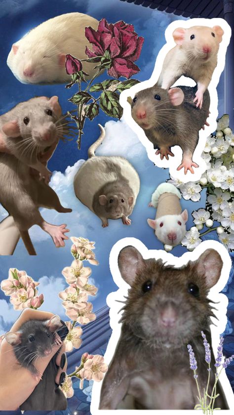 #rat #rats Cute Rats Wallpapers, Rat Wallpapers Aesthetic, Rat Backgrounds, Rat Wallpapers, Funny Rats, Mouse Wallpaper, Bow Wallpaper, Collage Art Projects, Rap Wallpaper