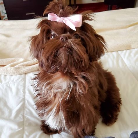 Liver Shih Tzu, Chocolate Shih Tzu, Brat Doll, Thanksgiving Break, Living My Best Life, My Best Life, Dream Board, Best Life, Shih Tzu