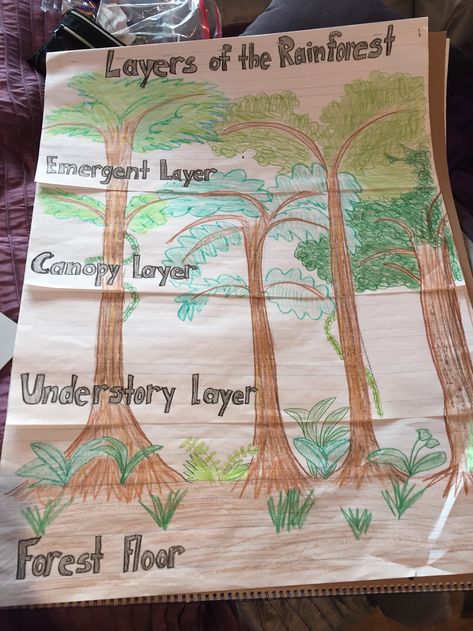 Layers of the Rainforest project for 2nd grade! 4 Layers Of The Rainforest, Rainforest Layers Project, Rainforest Layers Craft, 2nd Grade Habitat Project, Layers Of The Rainforest Activities, Rainforest Experiments For Kids, Rainforest Activities 2nd Grade, Rainforest Projects For Kids, Rainforest Unit Study