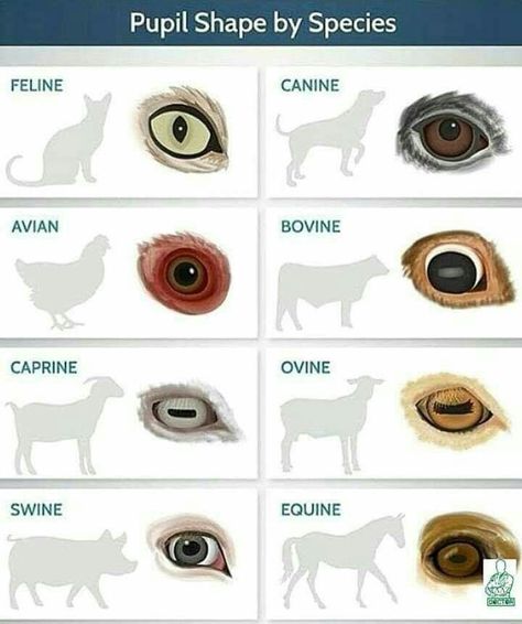 Veterinarian Anatomy, Vet Technician, Animal Eyes, Vet Medicine, Vet School, Lost In Time, Art Advice, Animal Anatomy, Animal Tracks