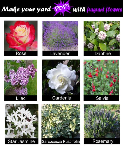 Appeal to the senses with beautiful, fragrant plants! Sweet smells can make your garden more inviting, more relaxing, and unique 🎉 Scented Plants For Garden, Fragrant Garden Design, Fragrant Flowers Garden, Flower Planting, Garden Flower Beds, Fragrant Garden, Landscaping Inspiration, Front Yard Garden Design, Fragrant Plant