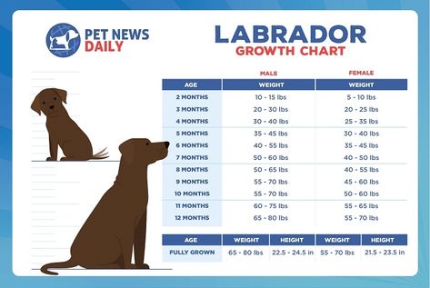 Labrador Growth Chart: Size, Weight Calculations - Pet News Daily Puppy Growth Chart, Weight Charts, Dog Weight, Lab Puppy, Most Popular Dog Breeds, Body Condition, Labrador Retriever Puppies, Lab Puppies, Labrador Puppy