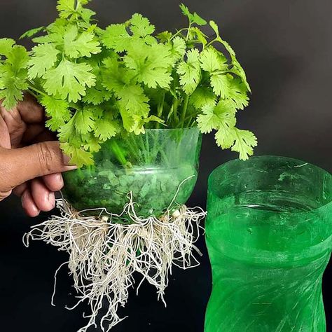 Rana Craft - @Grow coriander with this method in 7 Days Coriander Growing Tips, Corriander Plant, Growing Coriander, How To Harvest Cilantro, Plants Grown In Water, Cilantro Plant, Cilantro Seeds, Growing Cilantro, Growing Mint