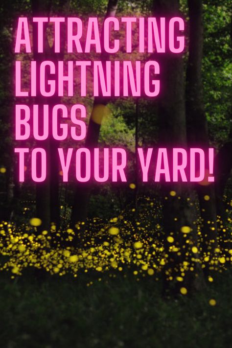 Lightening Bugs, Lighting Bugs, Lightning Bugs, Lightning Bug, Chasing Fireflies, Firefly Lights, Light Up The Night, Large Numbers, Yard Work