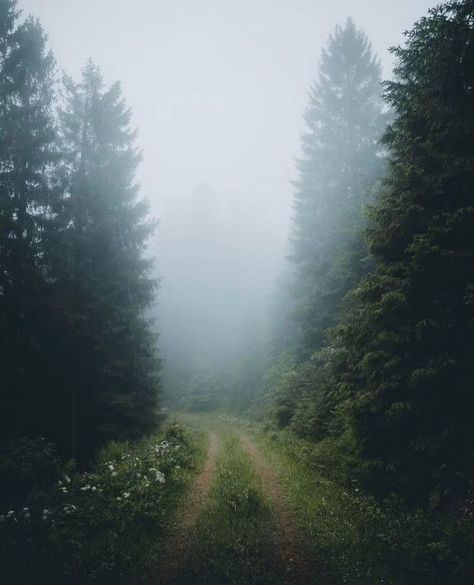 Finding serenity on nature's path, where every step is a dance with the trees.🌲 . . . . #nature #forest #wanderer #woods #wanderlust Forest Wanderer, Path Less Traveled, Dark Naturalism, Natures Path, Dark Forest Aesthetic, Artist Problems, Lost In The Woods, Foggy Forest, Nature Forest