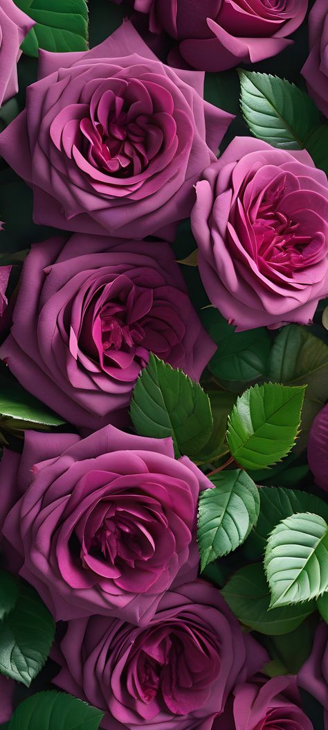 Hd Floral Wallpaper, Purple Roses Wallpaper, Purple Flowers Wallpaper, Fancy Flowers, Lovely Flowers Wallpaper, Wallpaper Nature Flowers, Flower Therapy, Flower Background Wallpaper, Beautiful Rose Flowers