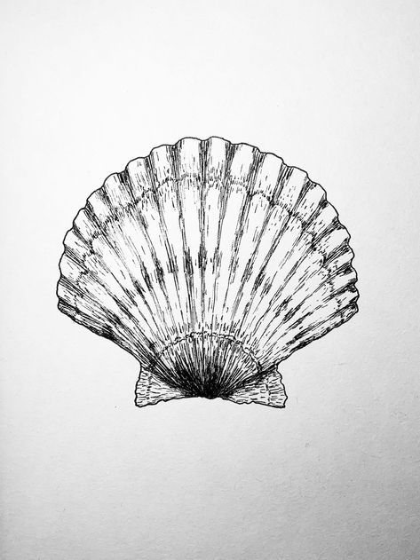 scallop, przegrzebek Clamshell Drawing, Scallop Shell Drawing, Scallop Tattoo, Sand Dollar Drawing, Scallop Drawing, Scallop Shell Tattoo, Clam Tattoo, Sea Shell Drawing, Sealife Drawing