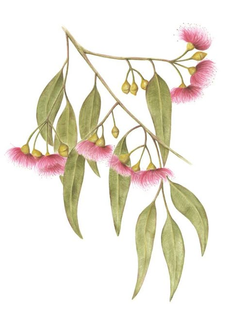 Cathy Klees Australian Tattoo, Australian Wildflowers, Australian Flowers, Australian Native Flowers, Australian Plants, Australian Native Plants, Illustration Botanique, Australian Native, Plant Drawing