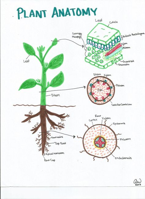 Animal and Plant Homeostasis and Physiology Study Guides | Ashley's Biology Study Guides Anatomy Of Muscles, Physiology Study, Action Potential, Plant Anatomy, Plant Lessons, Biology Plants, Hand Written Notes, Plant Physiology, Sbi Po