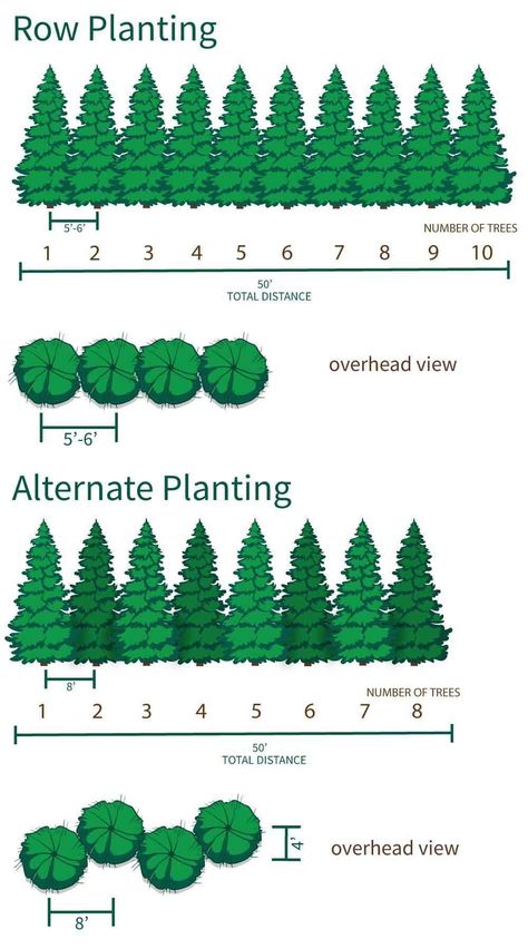 Thuja Green Arborvitae Landscaping, Best Trees For Privacy, Green Giant Arborvitae, Thuja Green Giant, Giant Arborvitae, Moderne Pools, Privacy Trees, Privacy Plants, Privacy Landscaping