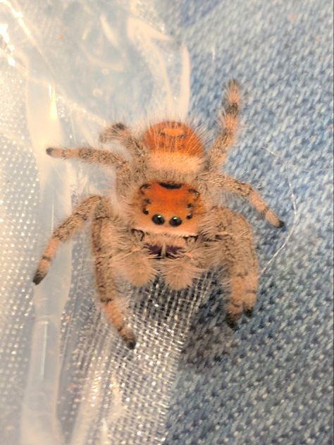 White Jumping Spider, Jumping Spider, Spiders, Insects, Bee, Kitty, Pet, Orange, Animals