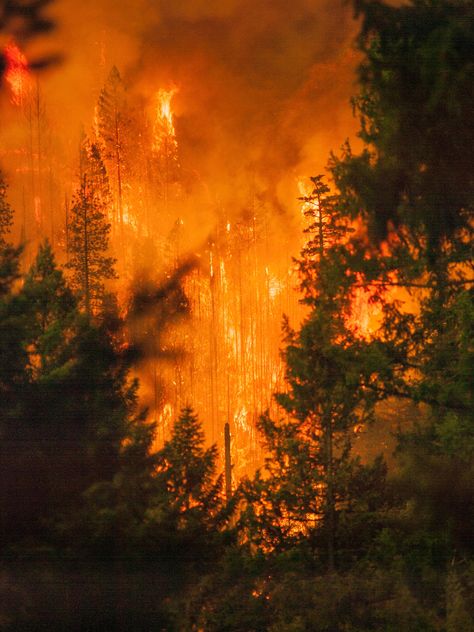 Fire In Forest, Klamath National Forest, Fire Concept, Burning Forest, Fire Photos, Pulled Pork Sandwiches, Wildland Fire, Pork Sandwiches, Happy Camp