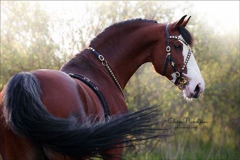 Natalie Core, Horse Photo, Fantasy Horses, Most Beautiful Horses, Horse Portrait, Majestic Horse, All The Pretty Horses, Horse Drawings, Horse Equestrian