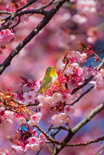 Cherry Blossoms and white eye bird.     Sign of spring | Flickr - Photo Sharing! Spring Sign, Maneki Neko, Pretty Birds, Amazing Nature, Beautiful Creatures, Beautiful Birds, A Tree, Beautiful World, Animals Beautiful