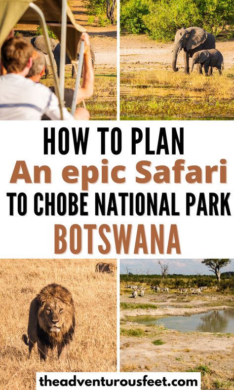 The complete guide to a safari in Chobe National park in Botswana Traveling Africa, Botswana Travel, Beautiful National Parks, Botswana Safari, Chobe National Park, Best National Parks, Africa Travel Guide, West Coast Trail, Wildlife Travel