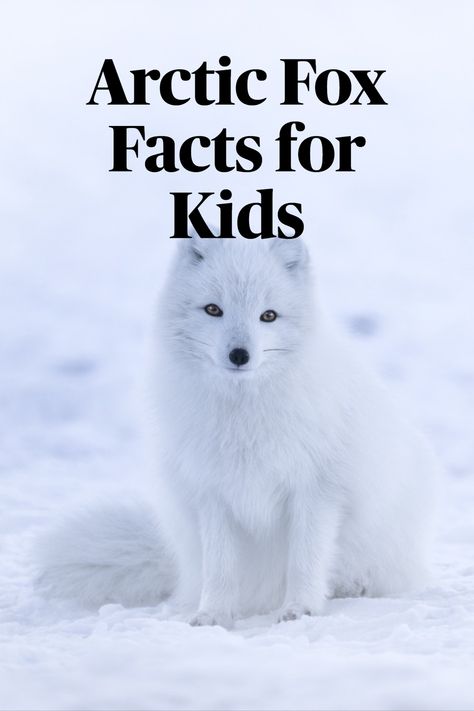 Arctic Fox Project, Arctic Fox Diorama, Artic Fox Crafts For Toddlers, Arctic Fox Crafts, Artic Diorama For Kids, Artic Fox Craft For Kids, Fox Facts For Kids, Arctic Fox Craft, Attic Animals