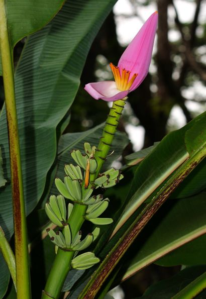 Musa ornata - Flowering Banana, Ornamental Banana - Hawaiian Plants and Tropical Flowers Ornamental Banana Plant, Hawaiian Plants, Banana Blossom, Banana Flower, Purple Plants, Tropical Garden Design, Plant Zones, Banana Plants, Alpine Plants