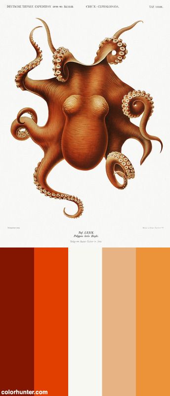 Octopus Color Palette, Poster Color Palette, Octopus Colors, Colour Pallettes, Vintage Colour Palette, Poster Color, Senior Project, Beautiful Sea Creatures, Watercolor Ideas