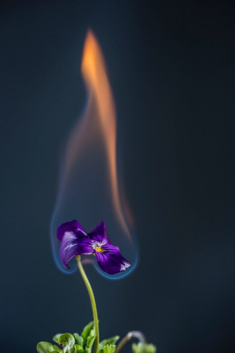 Pretty Flowers Photography, Burning Flowers, Twin Flame Art, Life Drawing Reference, Flame Art, Fire Photography, Comic Style Art, Shadow Photos, Flower Art Images