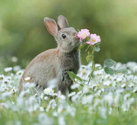 🌸🐰Wild Rabbit #natureonly #nature_brilliance #naturewalk #naturephotography #wildlife #wilderness #wildlifeart #wildlifephotography… Smelling Flowers, Wild Rabbit, Bunny Art, Jolie Photo, Woodland Creatures, Animals Of The World, Wildlife Art, Walking In Nature, Forest Animals