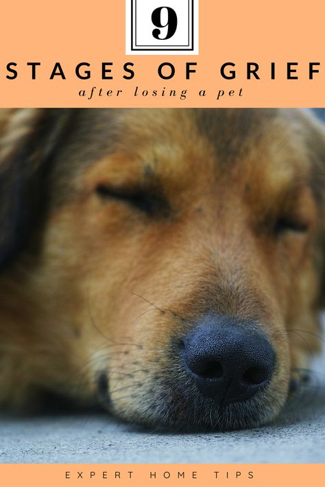 Pet Loss Dog, Miss My Dog, Coping With Loss, Hard To Say Goodbye, Pet Bereavement, Pet Remembrance, Dog Facts, Losing A Dog, Beloved Dog