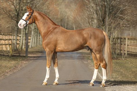 Aesthetic Horses, Chestnut Warmblood, Chestnut Horses, Shark Tale, Sooty Chestnut Horse, Dark Chestnut Horse, Warmblood Horses, Chestnut Horse Photography, 3 Horses