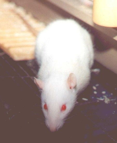 Rat With Red Eyes, Albino Rat, Fancy Rats, Funny Rats, Good Pictures, Red Eyes, Rats, My Mind, Cranberry