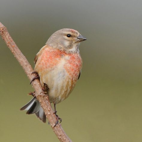 Linnet Bird, Bird Images, Rare Birds, Inspo Pics, I Feel You, Bird Pictures, Linnet, Starling, Bird Species