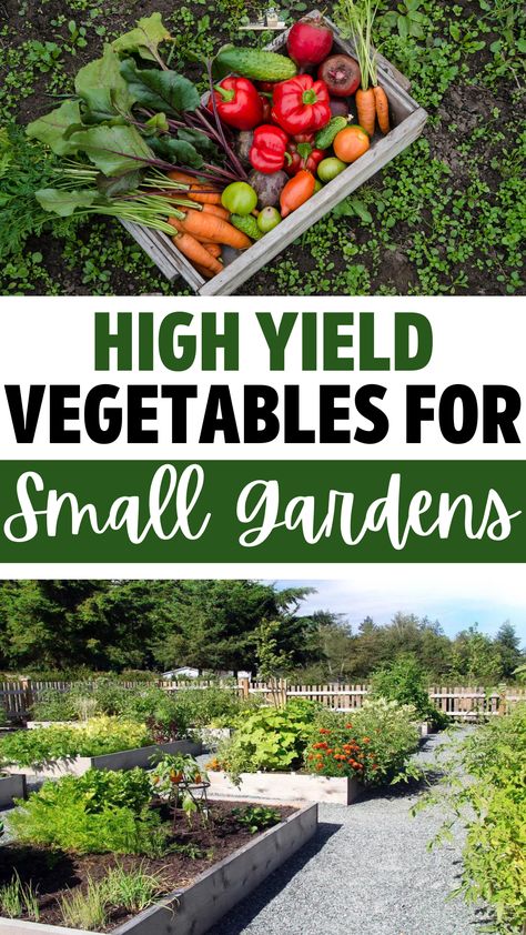 High Yield Vegetables for Small Gardens – GIY Plants Garden Ideas Veggies, Vegetables Planting Ideas, Vegetable Garden Timing, Planting Small Garden, Veggie Planting Guide, Garden Spacing Vegetable, Small Vegetable Garden Layout Beginner, Vegetable Pairings Garden, Vegetables To Grow In Garden