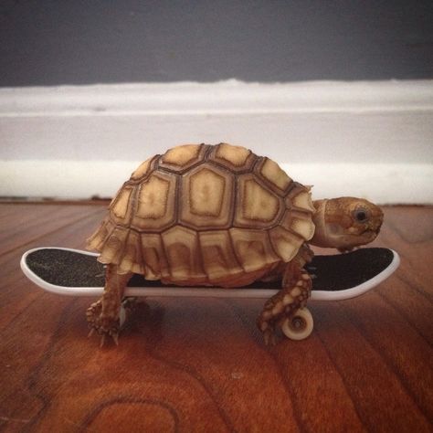 Tortoise Funny, Tortoise Wallpaper, Turtle Dancing, Cute Animal Pfp, Pet Tortoise, Funny Animal Pics, Animal Pfp, Funny Animal Art, Sea Turtle Pictures