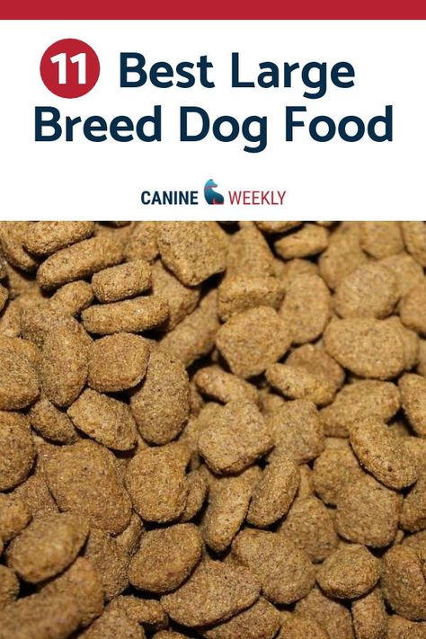 Dog Food Recipes For Large Breeds, Best Puppy Food For Large Breeds, Best Dry Dog Food Brands, Iams Dog Food, Breeding Dogs, Best Dry Dog Food, Best Dog Food Brands, Large Breed Dogs, Pitbull Dogs