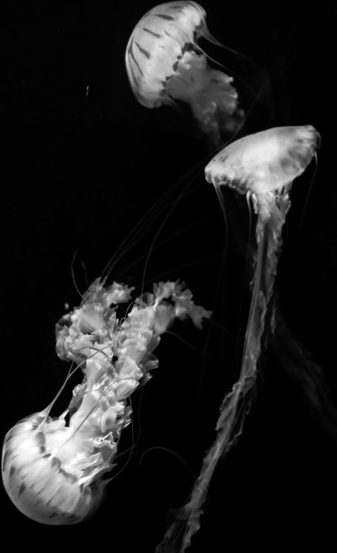 Jellyfish Black And White, Monochrome Pictures, Sea Jellyfish, Black Sea, Ocean Life, Aesthetic Photo, Good Mood, Jellyfish, Sea Life